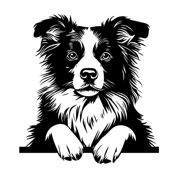 Border Collie #1 samolepka na zeď, různé rozměry
